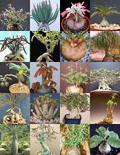 CAUDEX PLANTS MIX rare base plant exotic caudiciform succulents bonsai 50 MOUYOU