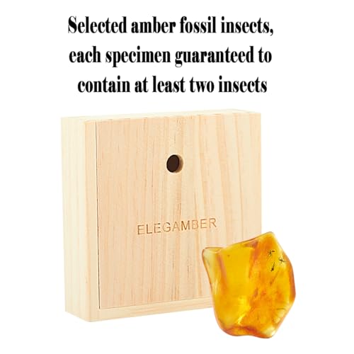 Image of Baltic Amber Natural Fossil Insects,Insects from Millions of Years ago,True Insect Samples-Science Classroom Science Education Animal Specimens (Amber with Two or mroe Insects Fossils)