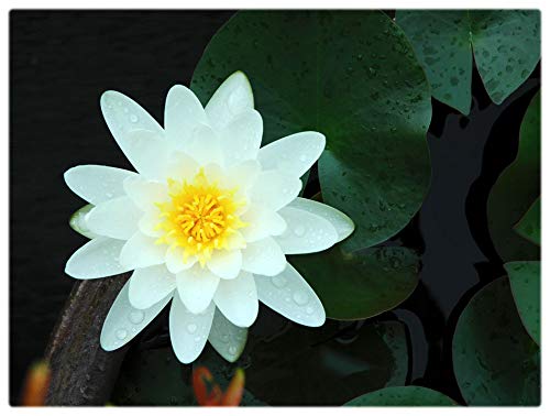 Semi di bonsai di stagno di loto di acqua nana 10+ per la decorazione del cortile del giardino di casa (bianco)