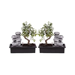 Bonsai van Botanicly – 2 × Bonsai – Hoogte: 30 cm – Bonsai