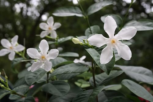 Image of Chameli Jasmine Live Flowering Plant with Pot | Mogra Plant Live | Fragrant White Jasmine Flower Plant for Home Garden Balcony Terrace Indoor Outdoor