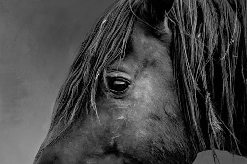 Black Stallion Up Close Fabric Quilt Panel - AHS-038 - Size 17.5