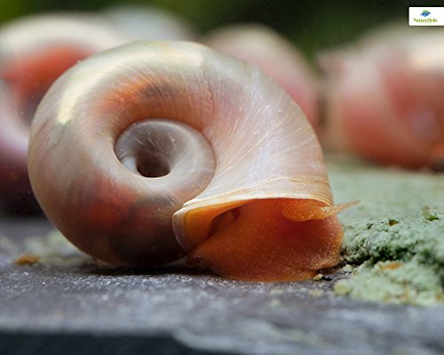 NatureHolic - Schneckenfeed Power-Paste - Alleinfuttermittel für Aquarienschnecken - für EIN gesundes Gehäuse - Made in Germany - 50g