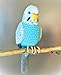 Sky blue Budgie bird 7
