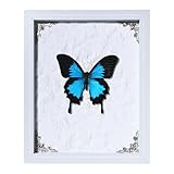 Taxidermy Butterfly Framed 9x11 Inch Specimen | Real Butterfly Wall Art | Science Class Decor | Ideal Gift for Your/Wife/Daughter | Mother's Day Birthday Gift