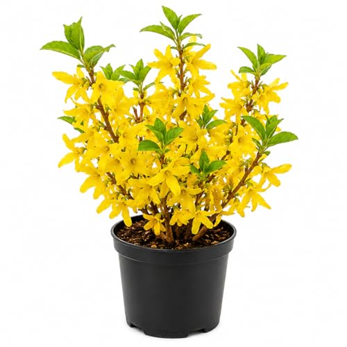 2 Golden Forsythia Live Plant in 4 Pot Lynwood Forsythia Tree Live Plant 1 Year Old Seedlings for Growing Outdoor