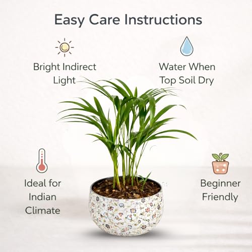 Image of Amulya Farms Indoor Plants for Home | Areca Palm Plant In Premium Floral Print Metal Pot | Air Purifying Plants For Home | Live Plants with Pots For Living Room and Office Decoration