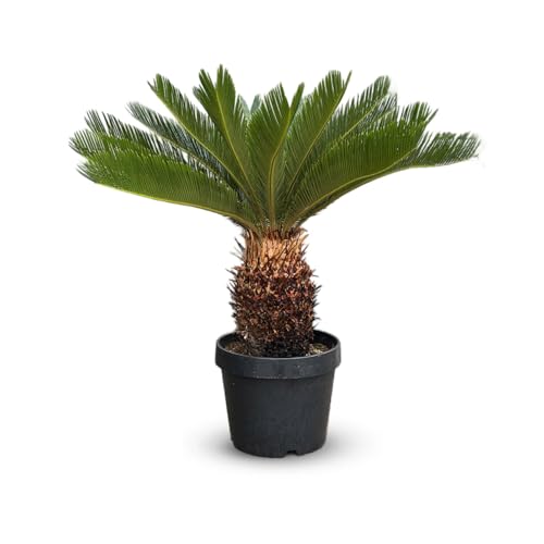 Cycas revoluta - palmier - stip 25 cm - 80-90 cm - ⌀ 30 cm - plante d'extérieur