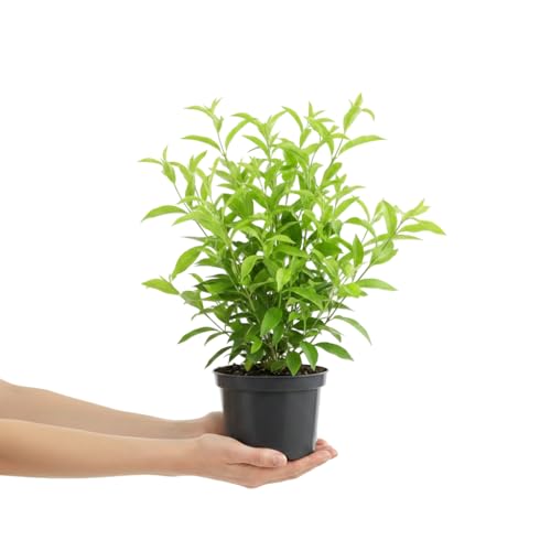 Cestrum Nocturnum Jazmín de Noche Planta Natural para Jardín DECOALIVE Maceta de 17 cm
