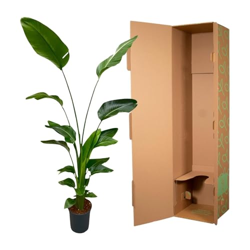 Strelitzia Nicolai planta alta de interior con hojas grandes para salón 4