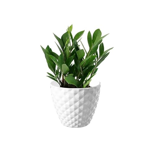 GARDENS NEED 6 Inch (15.24 cm) Kohinoor Flower Plastic Pot| Round Shape, White, | Perfect for Home, Office, Garden, Terrace, Balcony or Gift Decor