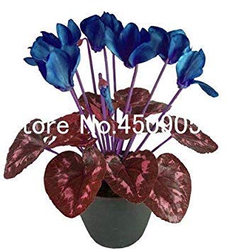 VISA STORE Ses! 50pcs nuovo Cyclamen Bonsai Seedsseeds, Ciclamino floreslings semi, primule giardino, l'inverno in giardino: 23