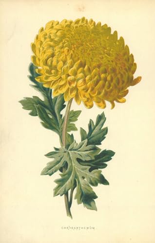 Elegante pintura en lienzo de Hulme (60x90cm), decoracion refinada para paredes
