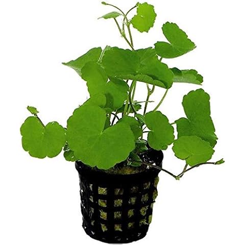 Hydrocotyle leucocephala - Live Aquarium Plant Bunch Cover