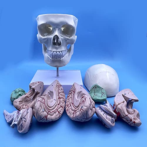 Image of Human Skull and Brain with Cervical Vertebra Anatomy Model, Life Size Anatomical Model for Science Classroom Study Display Teaching Model
