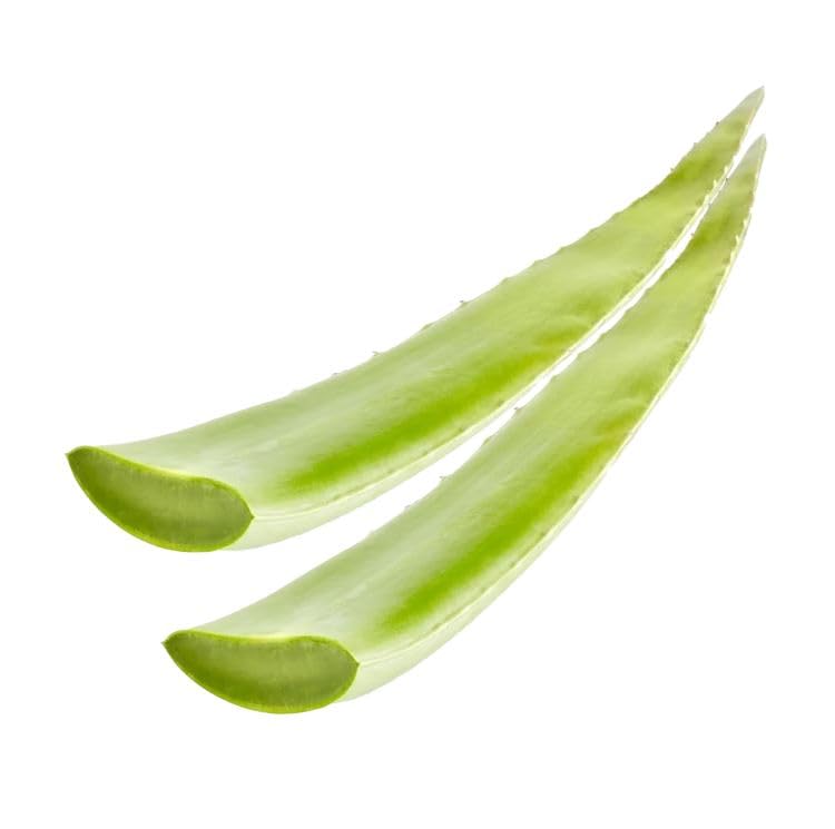 Kajal 100% Aloe Vera 2x Barbadensis Frisches Blatt aus Spanien 1 kg -  Natrliches Gel zur Hautpflege, Heilung und Feuchtigkeit - Bio und  Handgeerntet ...