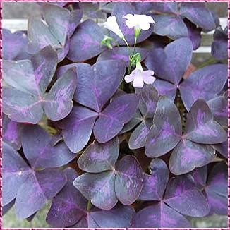 Amazon カタバミ 酢漿草 カタバミ球根 酢漿草球根 ガーデニング 植栽フラワーズ 25 球根 除草剤