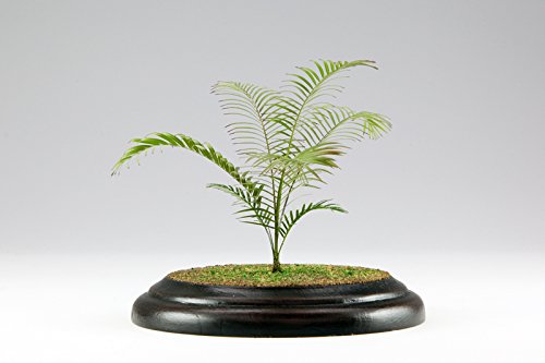 Kit plante échelle 1/12 Areca Palm Gravure PLATZ PHK12-01 pour diorama et maquette