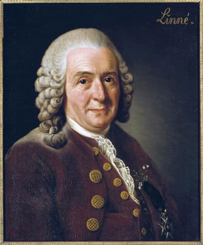 Imprimé sur toile portrait de Carl Von Linné affiche pour bureau 60x90cm