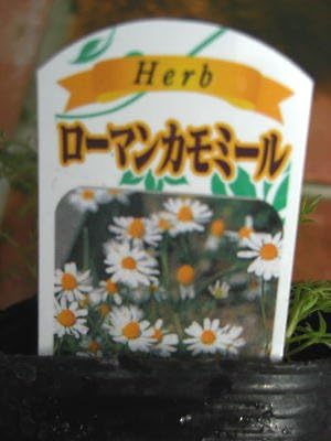 Amazon ハーブ 多年草 ローマンカモミール 3号ラベル付き苗 ハーブ Amazon ハーブ 多年草 ローマンカモミール 3号ラベル付き苗 ハーブ