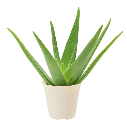 Arcadia Garden Products Live Aloe Vera Succulent Easy Indoor Houseplant in Plastic Pot Air Purifying Ornamental Plant Gift for Home and Garden Decor 4 Inch