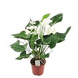 Anthurium Blanco White Star Flor de Interior Altura 60cm Planta Natural Flores Blancas