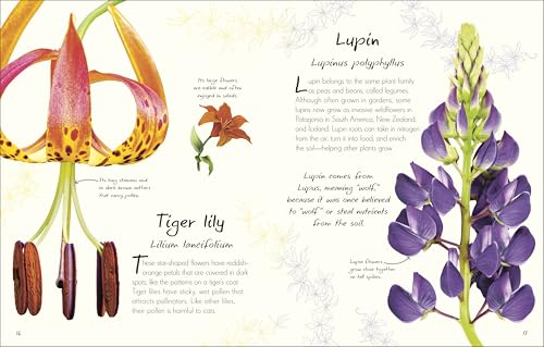 Image of An Anthology of Flowers: A Collection of Flowers from Gardens, Woodlands, Mountains and More (DK Little Anthologies)