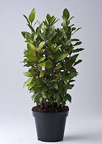 Alloro Laurus nobilis 3 piante aromatiche sempreverdi da siepe in vaso ø12 cm h. 20/30 cm Vivaio di Castelletto
