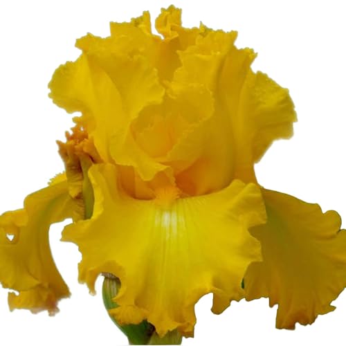 Big as The Moon Yellow Bearded Iris Plant