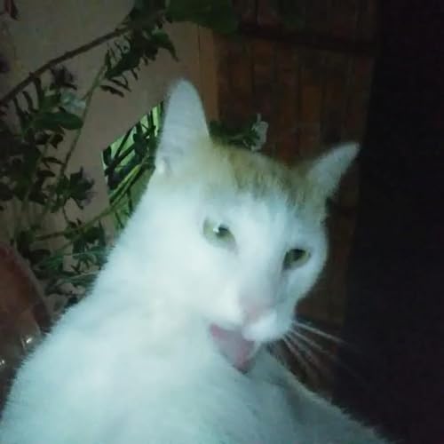 『Lo Que Pensamos』のカバーアート