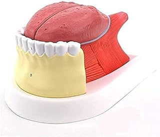 Study Model Educational Model Tongue Teeth Anatomy Model Human Organ Anatomical Model Tongue Fur Structure Tongue Clinic Teaching Model (Color : A) SaiFei
