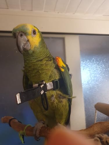 Arnés mediano para loros y cacatúas con enganches ajustables negros 4