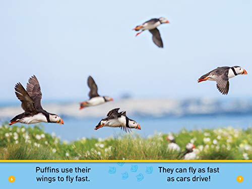 Puffins (National Geographic Kids Readers, Pre-Reader)