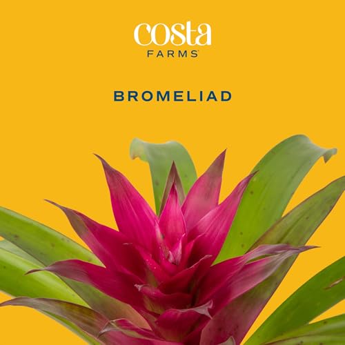 Costa Farms Live Plant Bromeliad, Indoor Houseplant with Blooming Flowers in 6-Inch Plant Pot, Flowering Natural Air Purifier, Office, Home, Room Decor, 1 Foot Tall