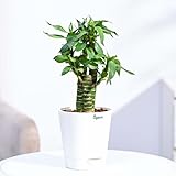 Lotus Bamboo Plant 3 Sticks|Indoor Live Plant with Self Watering Pot for Living Room, Home, Office, Table, Kitchen & Desk Decor | Feng Shui Plant