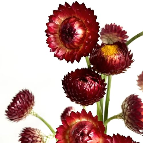 Semi di paglia perenni, Xerochrysum bracteatum, Le perenni sono resistenti vecchie varietà, 350pcs