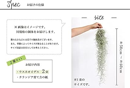 Amazon エアプランツ チランジア ウスネオイデス スパニッシュモス 2束セット 観葉植物 オンライン通販