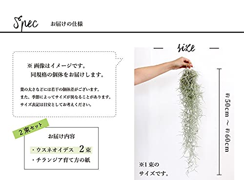 Amazon｜【エアプランツ】チランジア・ウスネオイデス/スパニッシュ