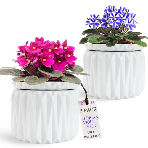 Thriving Thicket 2 Pack Planter