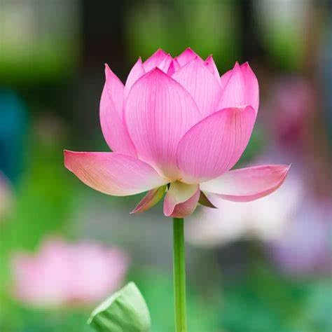 Image of Very Beautiful All Season Pink Water Lotus(Pack Of-2) /Water Kamal /Water Lily Plant (TUBER) Original Hybrid Veriety Blloming With In 30 Days For Outdoor & Indoor Live Plant.