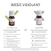 VISIOLAN – Extracto de Nuez Moscada 15ml – Aceite de nuez moscada...