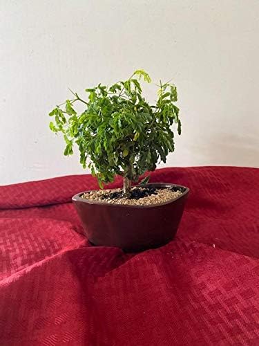 Dwarf Brazilian raintree in 8 inch Pot no one has This on Amazon
