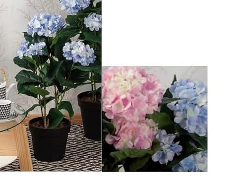 Star Pianta ortensie c vaso 71 cm 50235 ad