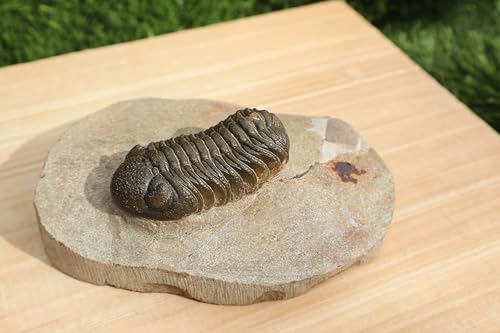 Image of Trilobite Fossil Morocops Trilobite Fossil Trilobites Rock Trilobite Fossil from Morocco Trilobite Fossil A65