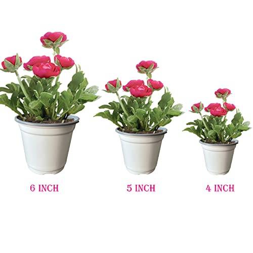 Raookif 36 Pcs Nursery Pots Variety Pack, 3 4 5 6 Inch Seedling Pots With Drainage Holes Plastic Seed Starting Pots Gardening Pot For Flower, Herb, Bonsai, Succulent (White-3+4+5+6 Inch) #TOP6