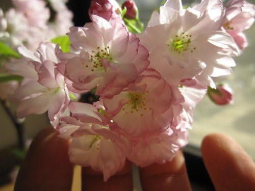 2015年に咲く桜 とても 綺麗な 【税込?送料無料】 八重桜 桜のお花は人を 楊貴妃桜といいます 笑顔にする力があります