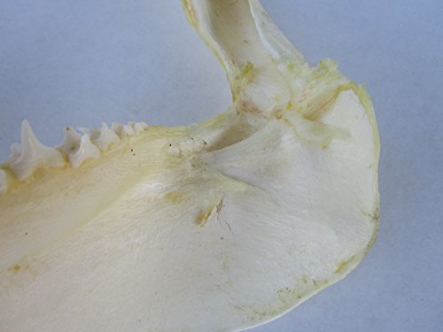 12 Inch Mako Shark Jaw #TOP4