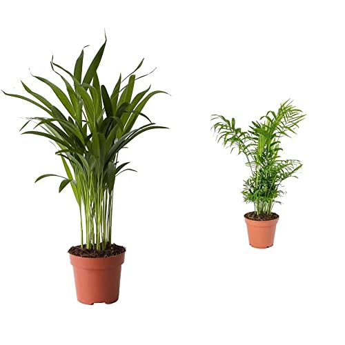 DECOALIVE Palmera Bambú o Palma Frutos de Oro Palmera de Interior Planta Natural, 8436601571632 & Chamaedorea Elegans Palmera de Salón Camadorea Palmera de Interior Planta Natural,