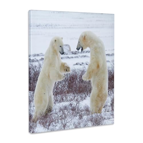 3dRose Polar bears sparring, Churchill Wildlife Area, Churchill, MB, Canada Museum Grade Canvas Wrap 16x20