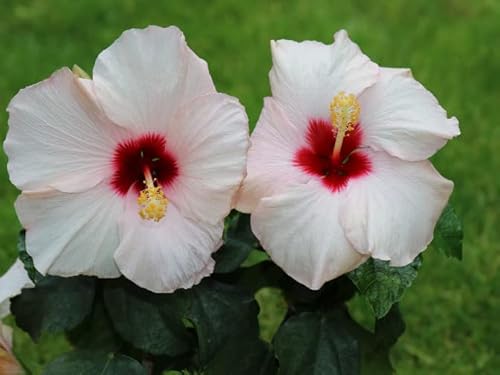 Notswoh | 100 Pcs Mixed Hibiscus Seeds For Planting Outdoors #TOP3